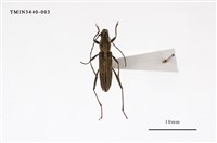 藏品(胸紋刺鬚虎天牛)的圖片